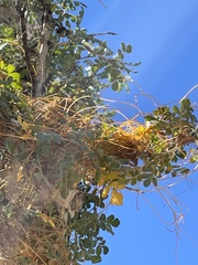 Cuscuta veatchii