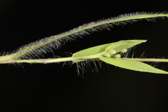 Dichanthelium meridionale
