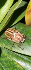 Anoxia matutinalis