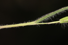 Dichanthelium meridionale