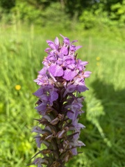 Dactylorhiza