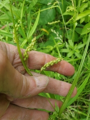 Carex davisii