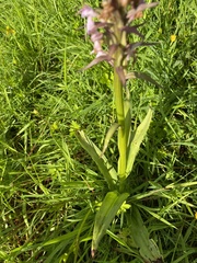 Dactylorhiza