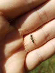 Theophilea subcylindricollis