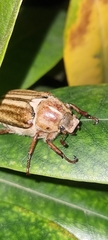 Anoxia matutinalis