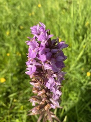 Dactylorhiza