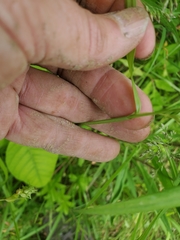 Carex davisii