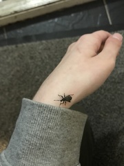 Otiorhynchus sulcatus