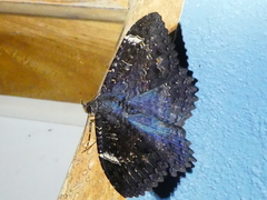 Anisoneura