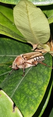 Anoxia matutinalis