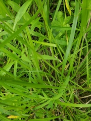 Carex davisii