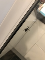 Otiorhynchus sulcatus