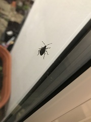 Otiorhynchus sulcatus