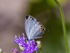 Everes lacturnus
