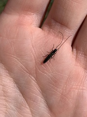 Theophilea subcylindricollis