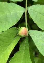 Phylloxera caryaemagna