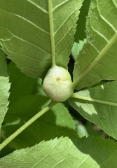 Phylloxera caryaemagna