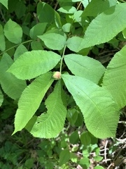 Phylloxera caryaemagna