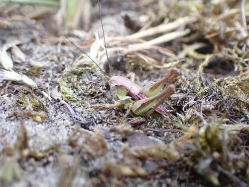 Grey Bush-cricket, 2224 Katwijk aan Zee, Netherlands, photo 8 of 10