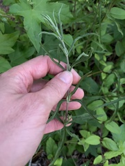 Eupatorium torreyanum