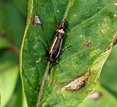 Esperia sulphurella