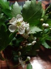 Crataegus ambigua