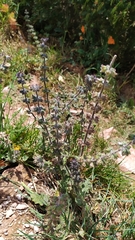 Salvia verbenaca