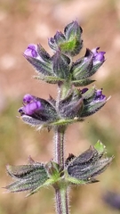 Salvia verbenaca