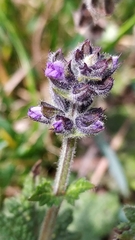 Salvia verbenaca