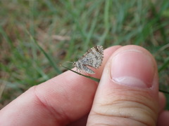 Xanthorhoe spadicearia