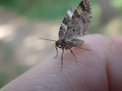 Xanthorhoe spadicearia