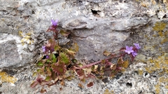 Campanula portenschlagiana