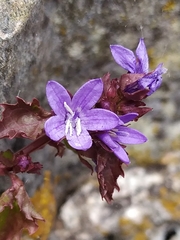 Campanula portenschlagiana