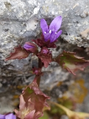Campanula portenschlagiana