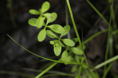 Galium obtusum