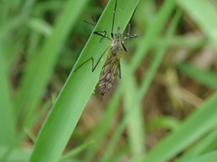 Tipula hortorum