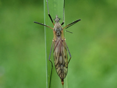 Tipula hortorum