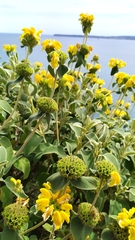 Phlomis fruticosa
