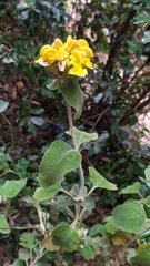 Phlomis fruticosa