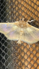 Apilocrocis brumalis