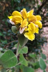 Phlomis fruticosa
