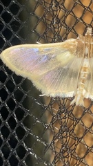 Apilocrocis brumalis