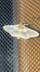 Apilocrocis brumalis