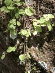 Pilea nummulariifolia