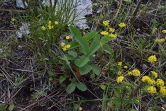 Fragaria virginiana platypetala