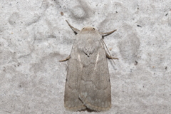 Caradrina gilva