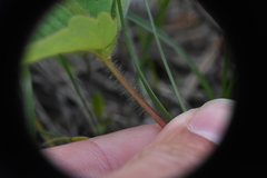 Fragaria virginiana platypetala
