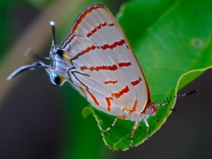 Hemiolaus caeculus