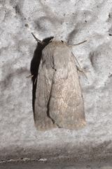 Caradrina gilva