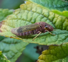 Oncometopia facialis